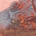 grug the caiman