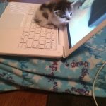 Cat sitting on laptop