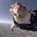 skydiving chicken