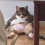 fat cat