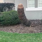 trimmed palm tree