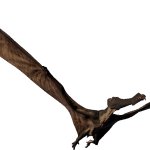 Cearadactylus (JWE Design)