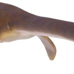Plesiosaurus (JWE Design)