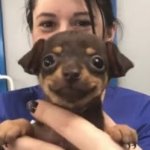 Happy Dog