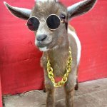 type shi goat