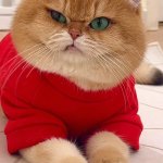 Annoyed cat