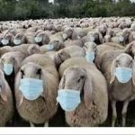 McSheeple
