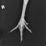 Xray chicken foot