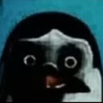 Death stare penguin