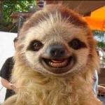Smile sloth meme