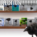 COLLECTION!!!!!!!!!!