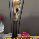 Complimentary Entertainment | AIRPLANE SEAT IN 
FRONT OF YOU | image tagged in gifs,airplane,ride,dog,passenger,funny face | made w/ Imgflip video-to-gif maker