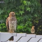 Big hawk, small bird