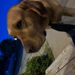 Sad dog