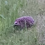 Wanted hedgehog