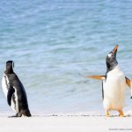 Penguin pointing at another Penguin