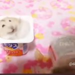 Hamster smack