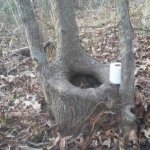 Toilet Tree