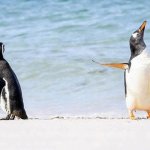 Tattle Penguin