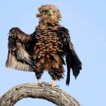 Hawk over there