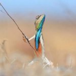 Warrior lizard
