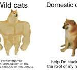 Domestic cats vs wild cats | Wild cats; Domestic cats; I WITHSTAND THE IMMATERIAL GLORY OF THE ETERNAL KINGDOM OF THE JUNGLE; help I'm stuck at the roof of my house | image tagged in memes,buff doge vs cheems | made w/ Imgflip meme maker