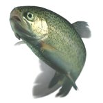 Rainbow Trout
