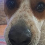 funny dog