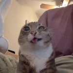 rigby GIF Template