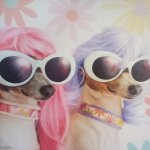 Groovy dawgs template