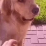 dog walking away GIF Template