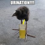 URINATION!!!!