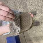 horse hair peel template