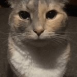 Cat staring