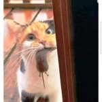 Look what the cat dragged in meme