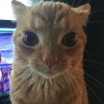 Damn it's already cat
