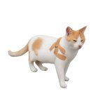 Orange white cat