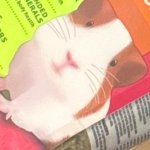 Surprised Hamster
