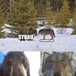 PRONOUNCATION!!! | SYBAU; PRONOUNCATION; SIE; BAW | image tagged in bear vs wolf | made w/ Imgflip meme maker