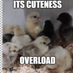 Chicken Cutenss | ITS CUTENESS; OVERLOAD | image tagged in free | made w/ Imgflip meme maker