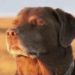 Dog at Peace