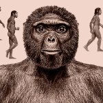 ape