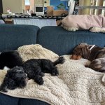 The animals