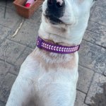 Surprised Dog
