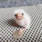 Bewildered cotton ball