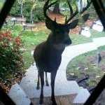 Deer at front door
