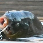 Fish gotten eaten by otter Quebec