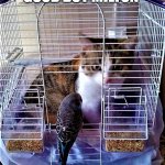 cat in bird cage | GOOD BOY MILTON | image tagged in cat in bird cage | made w/ Imgflip meme maker