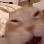 devious cat laugh GIF Template