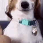 Smirky Dog GIF Template
